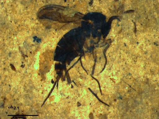 Diptera