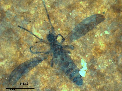 Genus sp