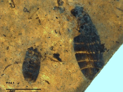 Corixidae