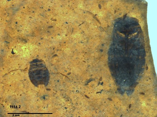 Corixidae