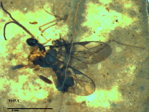 Ichneumonidae