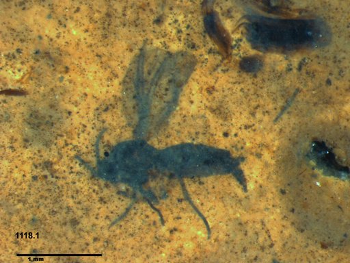 Diptera