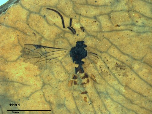 Ichneumonidae
