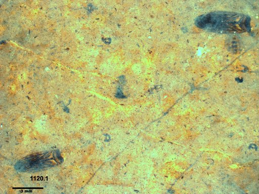 Corixidae