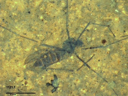 Diptera