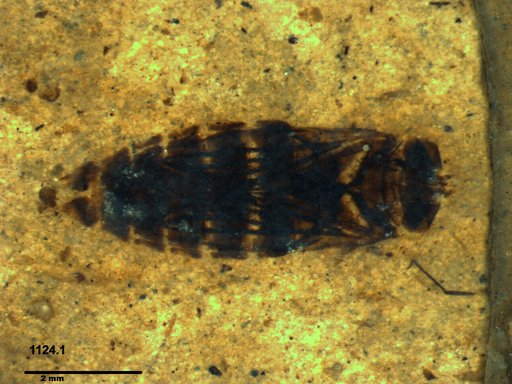 Corixidae