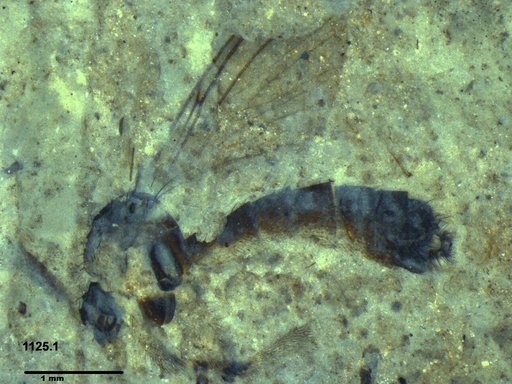 Diptera