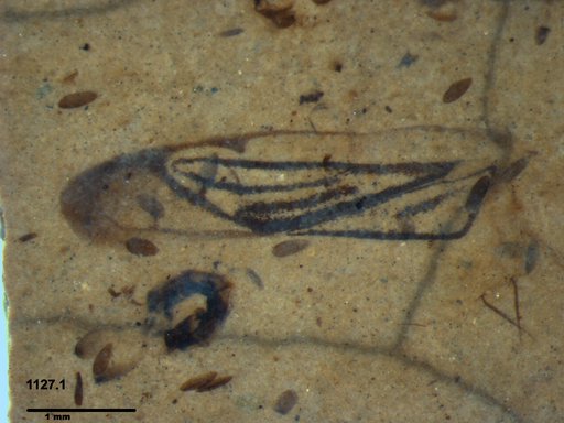 Corixidae