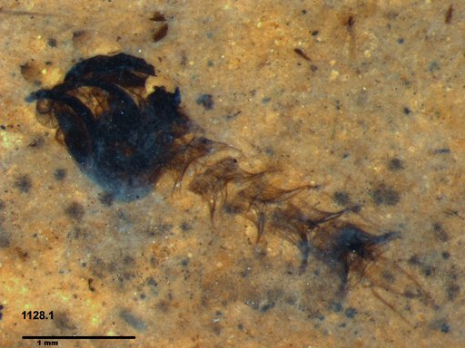 Chaoboridae