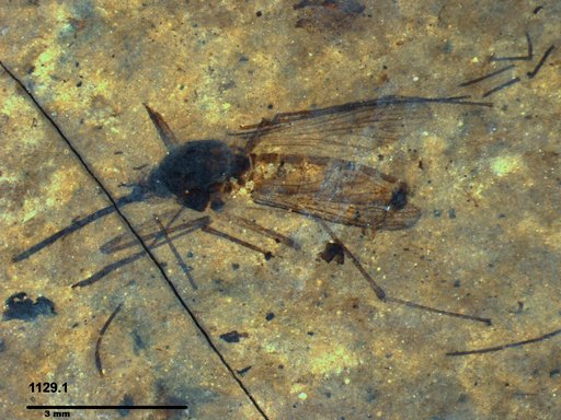 Genus sp