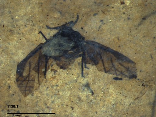 Aphididae