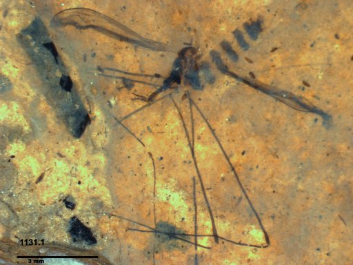 Diptera