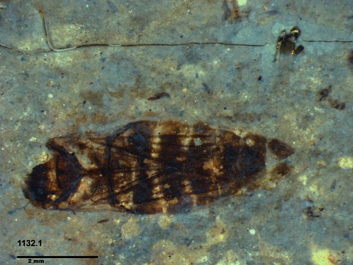 Corixidae