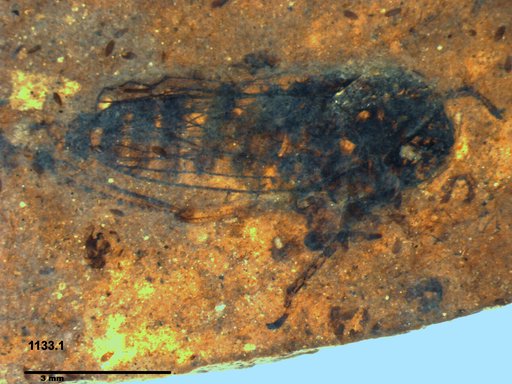 Genus sp