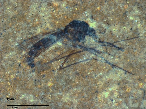 Genus sp