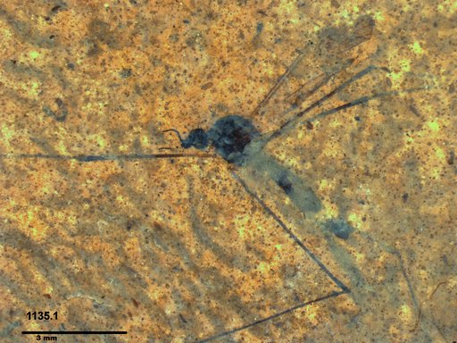 Diptera