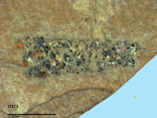 Genus sp