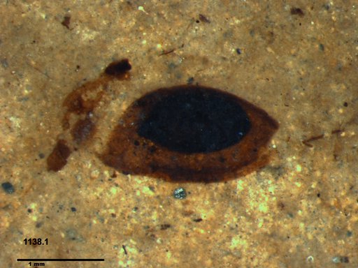 Daphniidae