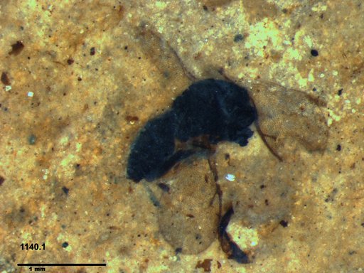 Genus sp