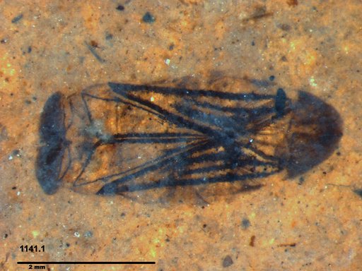 Corixidae