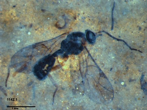 Ichneumonidae