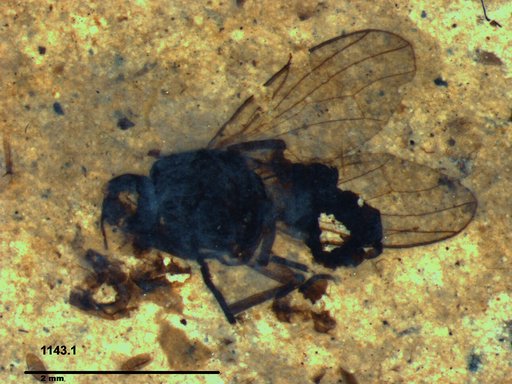Diptera