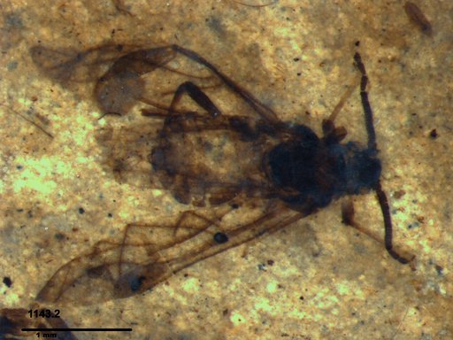 Aphididae