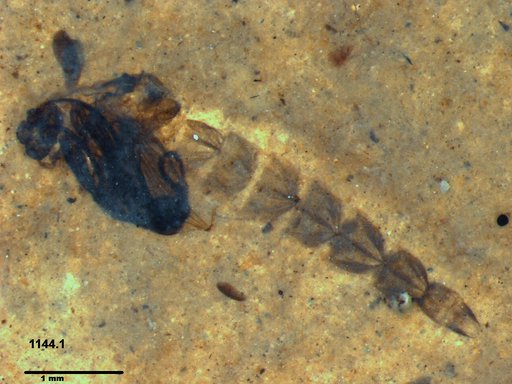 Genus sp