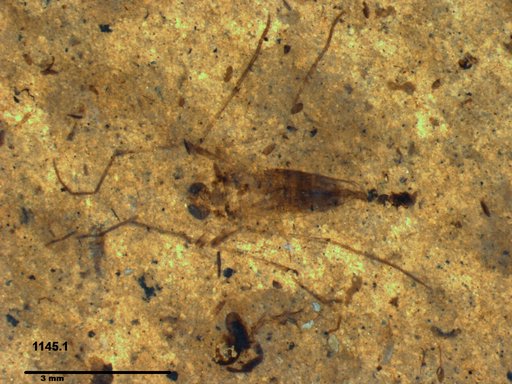 Diptera