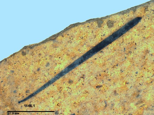 Tracheophyta