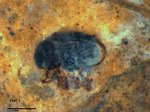 Genus sp