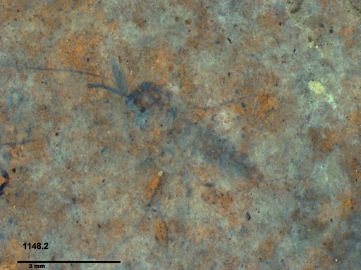 Diptera