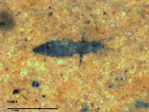 Genus sp