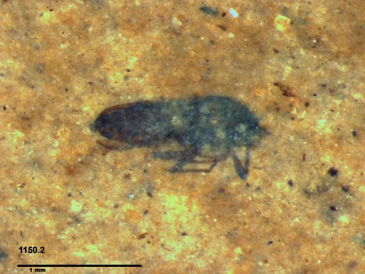 Diptera