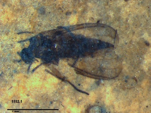 Diptera