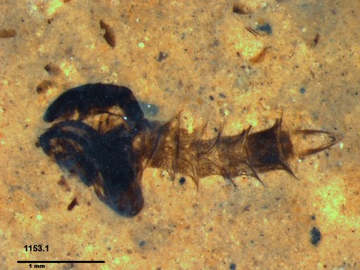 Diptera
