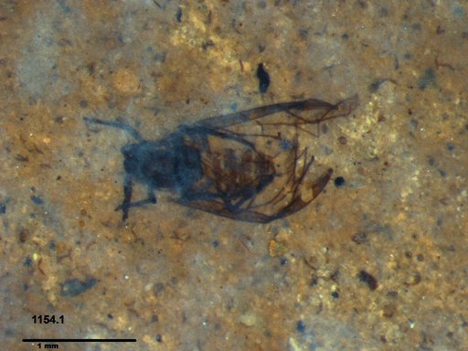 Aphididae