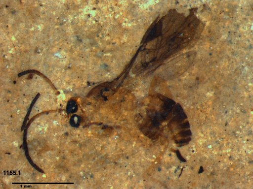 Braconidae