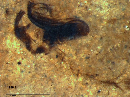 Chaoboridae
