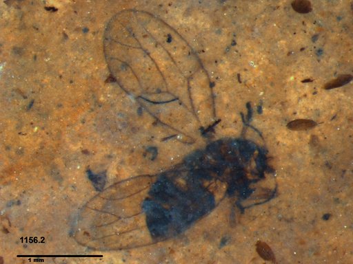 Aphalaridae