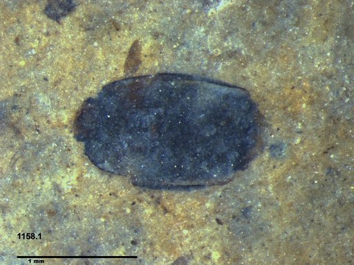 Tracheophyta
