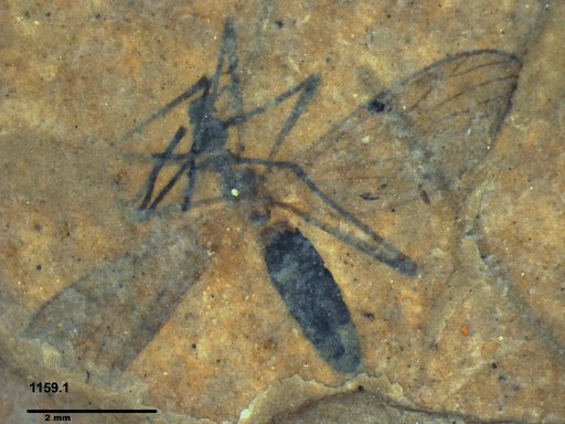 Diptera