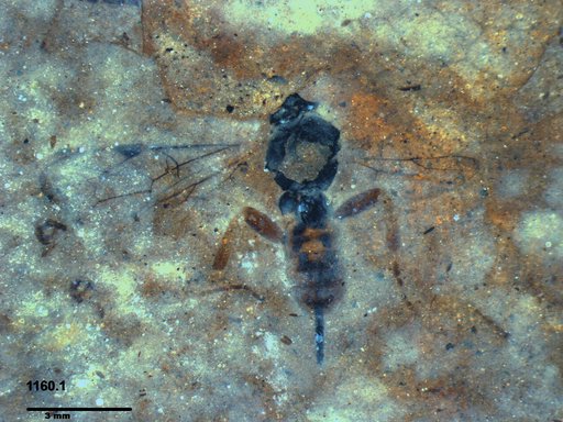Ichneumonidae