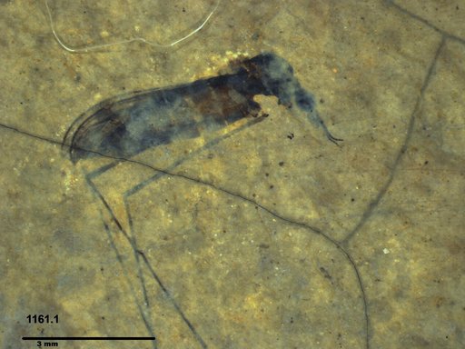 Diptera