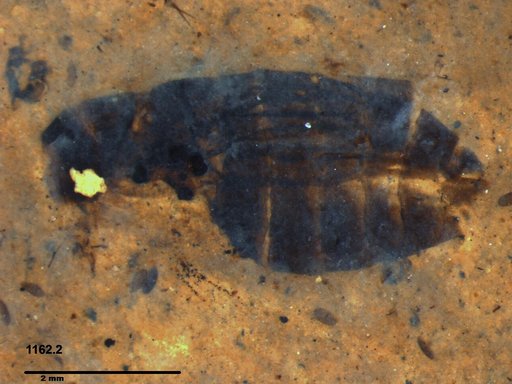 Corixidae