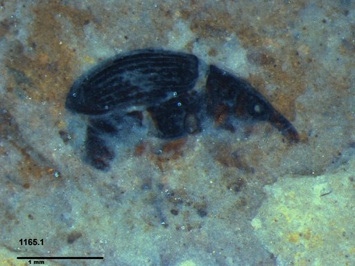 Genus sp