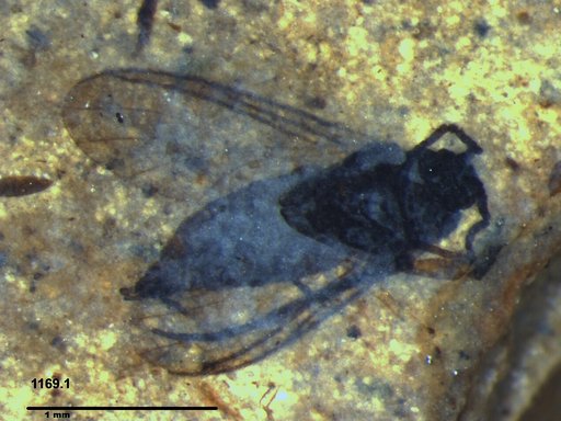 Diptera