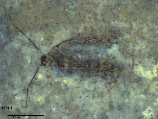 Genus sp
