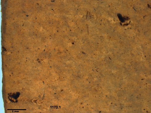 Chaoboridae