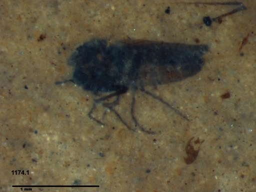 Diptera